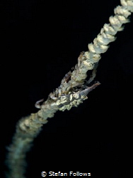 Little Creep

Xeno Crab - Xenocarcinus tuberculatus

... by Stefan Follows 